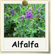 alfalfa