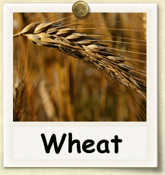 wheat