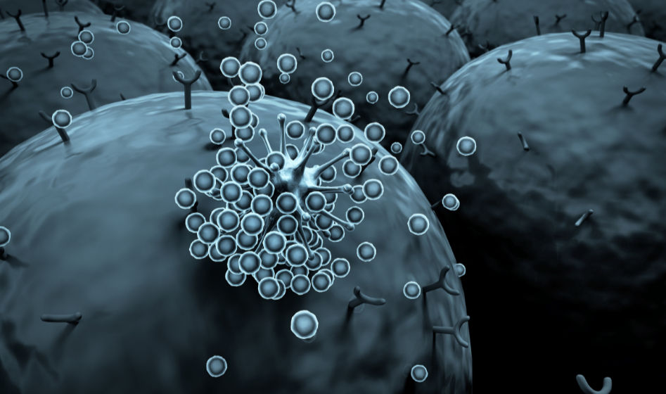 Immunzellen interagieren mit Viren