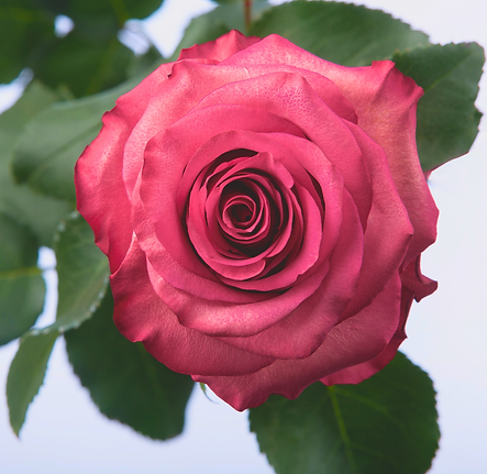 VARIEDADES SANIMA (13).png