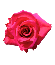 LOLA (1).png