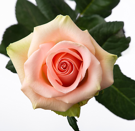 VARIEDADES SANIMA (24).png