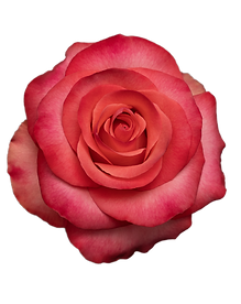 LOLA (2).png