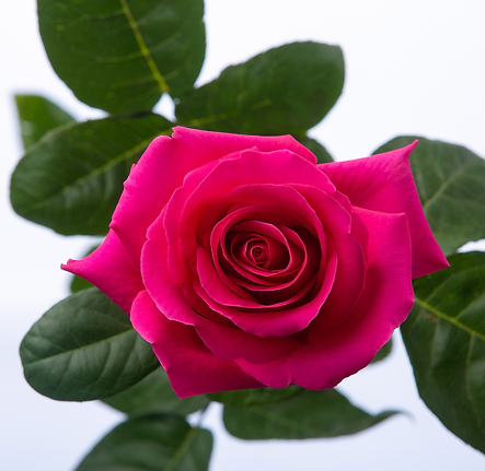 VARIEDADES SANIMA (14).png