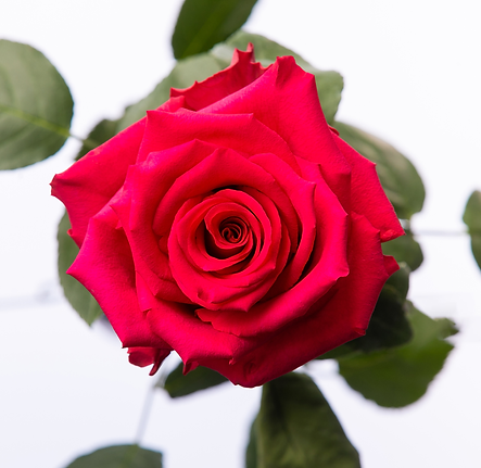 VARIEDADES SANIMA (11).png