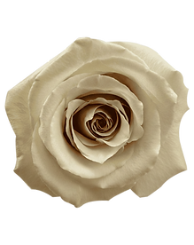 LOLA (4).png