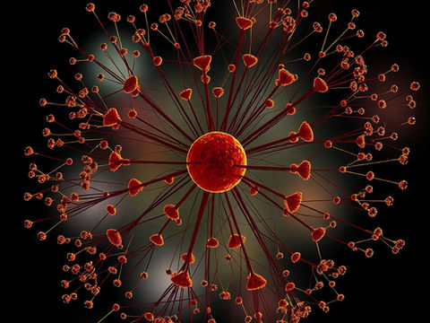 A First Somatic Cell Aging Model for Systems Beyond