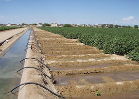Irrigated Cotton