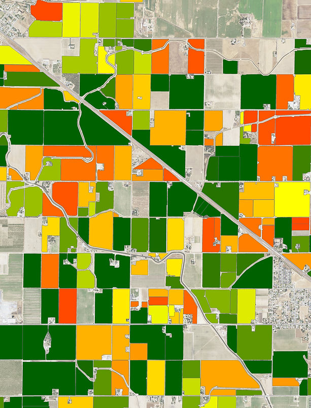 Permanent Crop Age