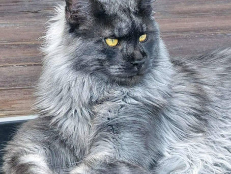 Maine Coon Gray Cat