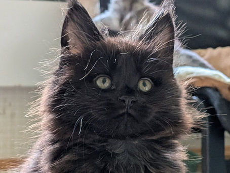Maine Coon baby cat smokey