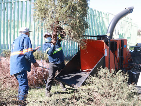 Instala Escobedo 11 centros de acopio para pinos navideños