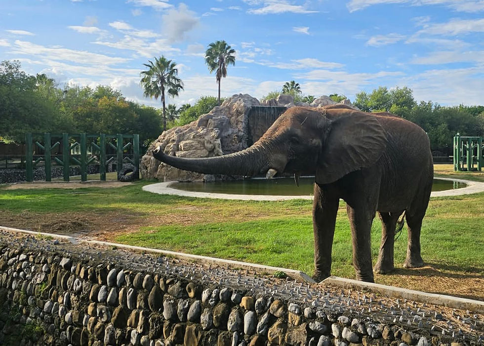Avanza zoológico La Pastora con cumplimiento de medidas correctivas