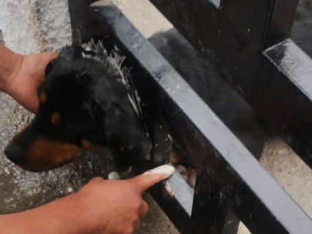Rescata Protección Civil de Escobedo a perrita atorada en barandal