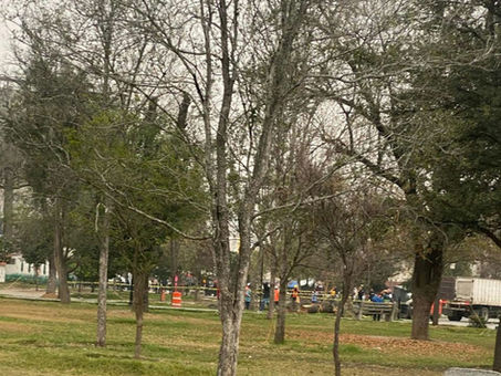 Inicia Monterrey reemplazo de árboles secos en La Alameda