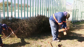 Instala Escobedo Centros de Acopio de Pinos Navideños