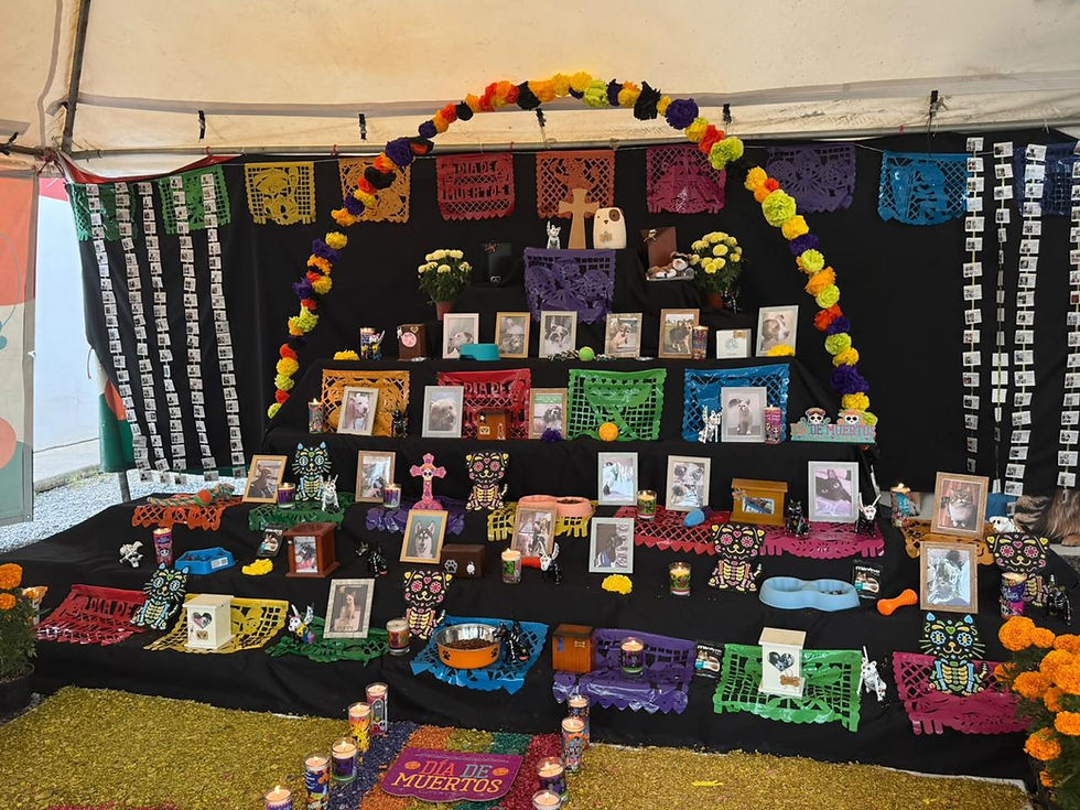 Honran con altar de muertos memoria de mascotas fallecidas