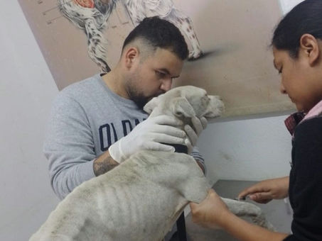 Interpone Escobedo denuncia por presunto caso de maltrato animal