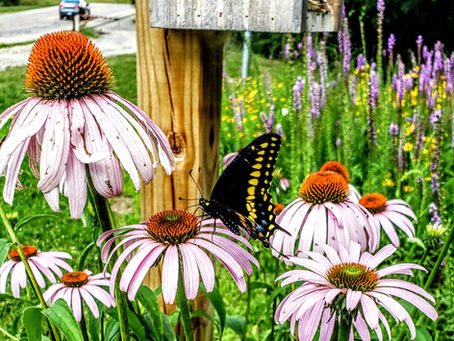 An Ode to Failure in 2020