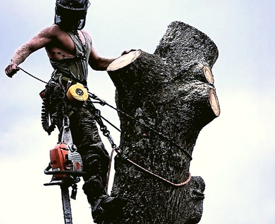 Tree Surgeon