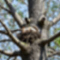 large treetop with large squirrel nest in it with an eastern gray squirrel.jpg