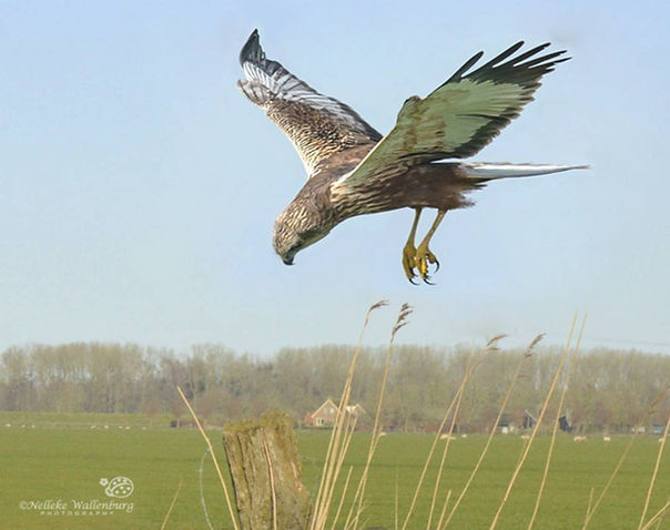 nellekewallenburg-fotografie