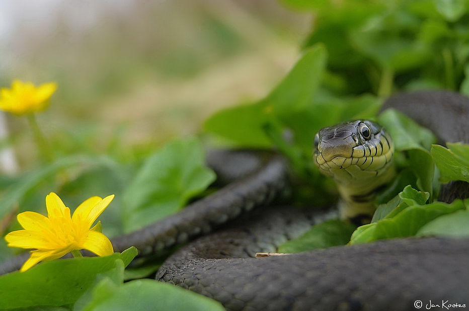 Ringslang, voor mij het teken van de lente - Jan Koetze