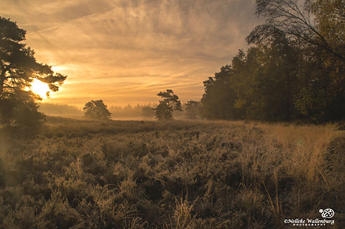 nellekewallenburg-fotografie