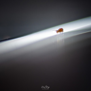 verBEELDing - WIM VOOIJS