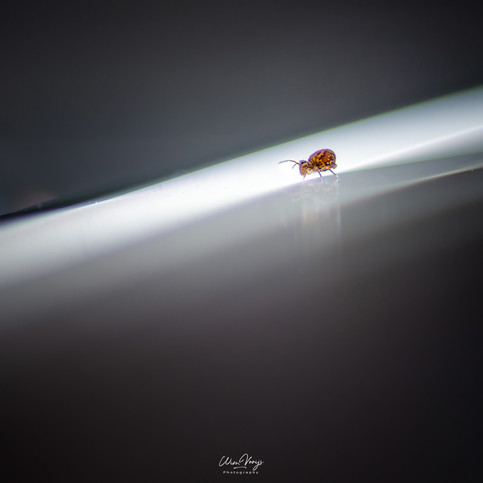 verBEELDing - WIM VOOIJS