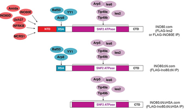 jove complex figure.png