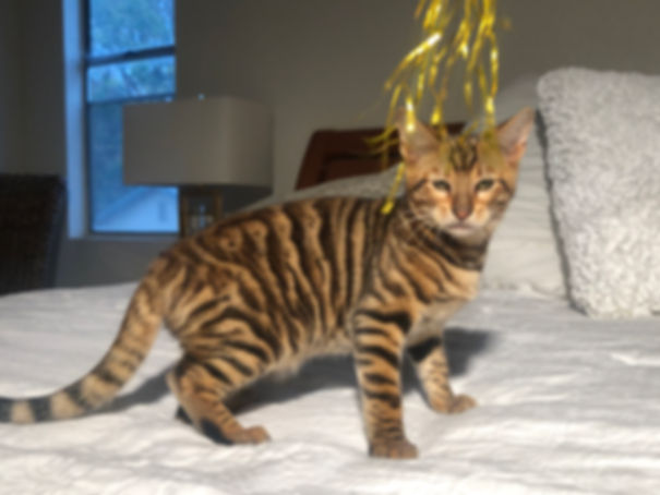 Toyger kittens