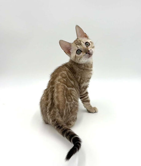 Lisa Bengal Kitten