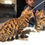 Thumbnail: Outcross kittens