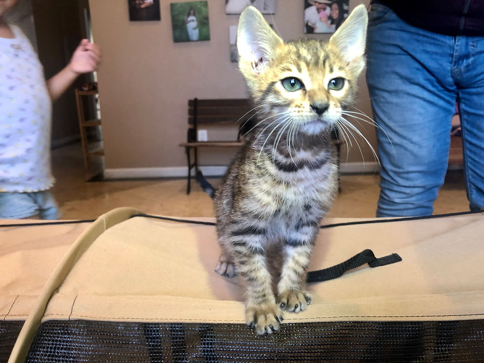 Thumbnail: Outcross kittens