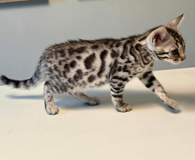 Lucy Silver bengal