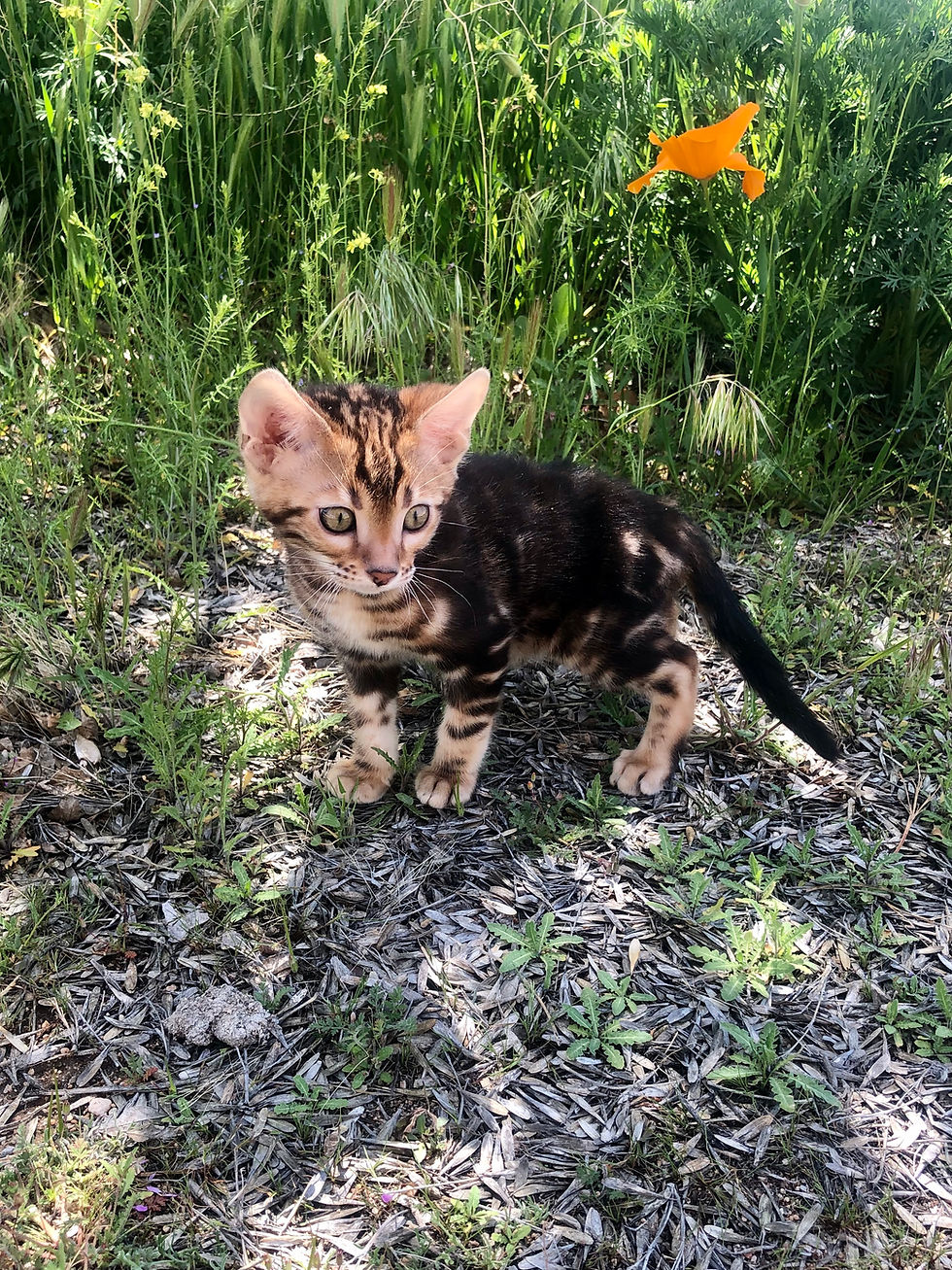 Thumbnail: Bengal Kittens