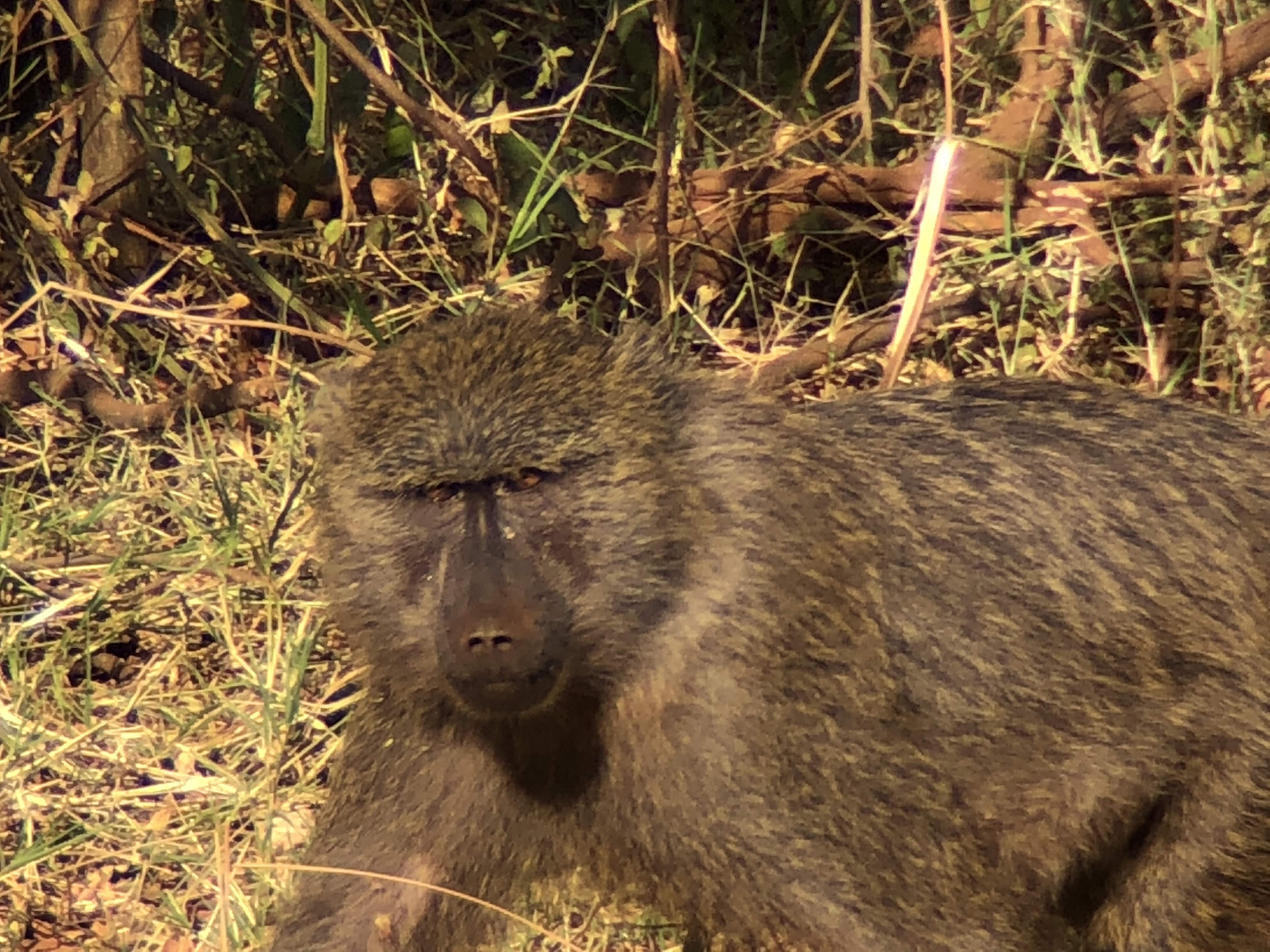 Baboon
