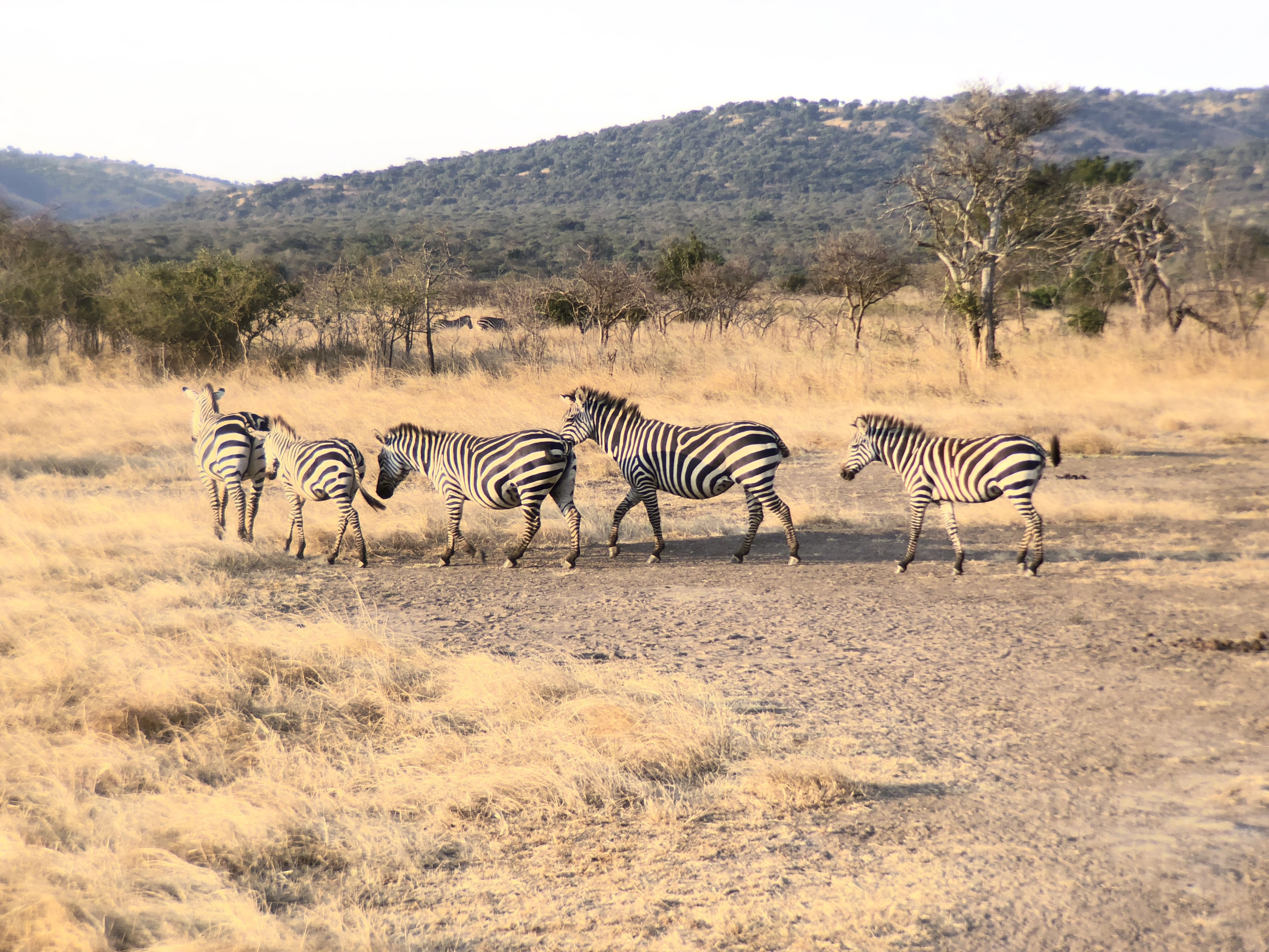 Akagera National Park