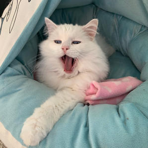 Duchess: "It is so exhausting being this purrrfect!"