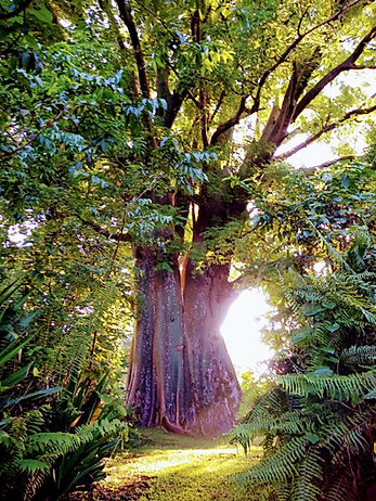 magictree.jpeg