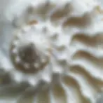 Close-up of a textured white spiral, symbolizing natural design and flow