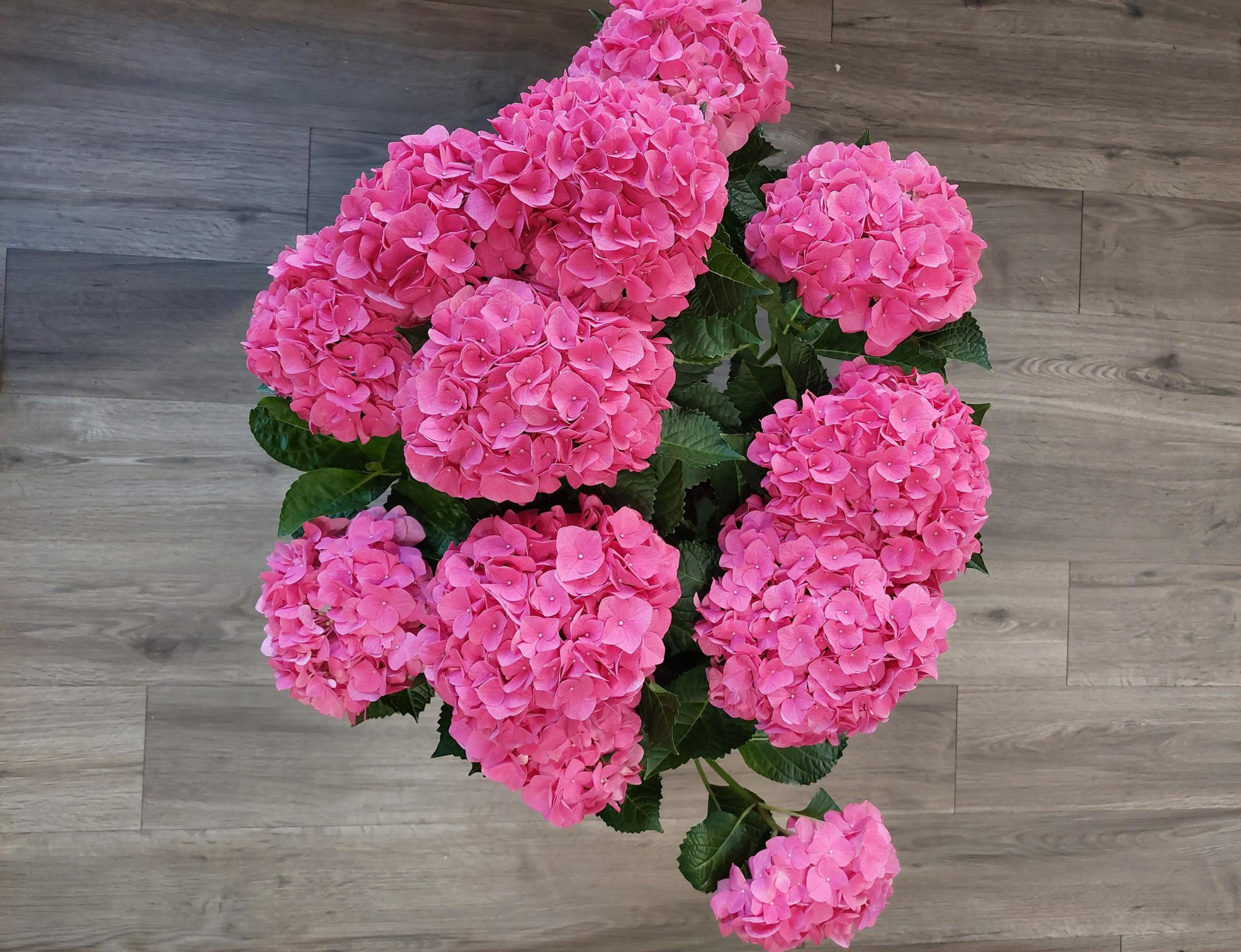 Hydrangea gros format