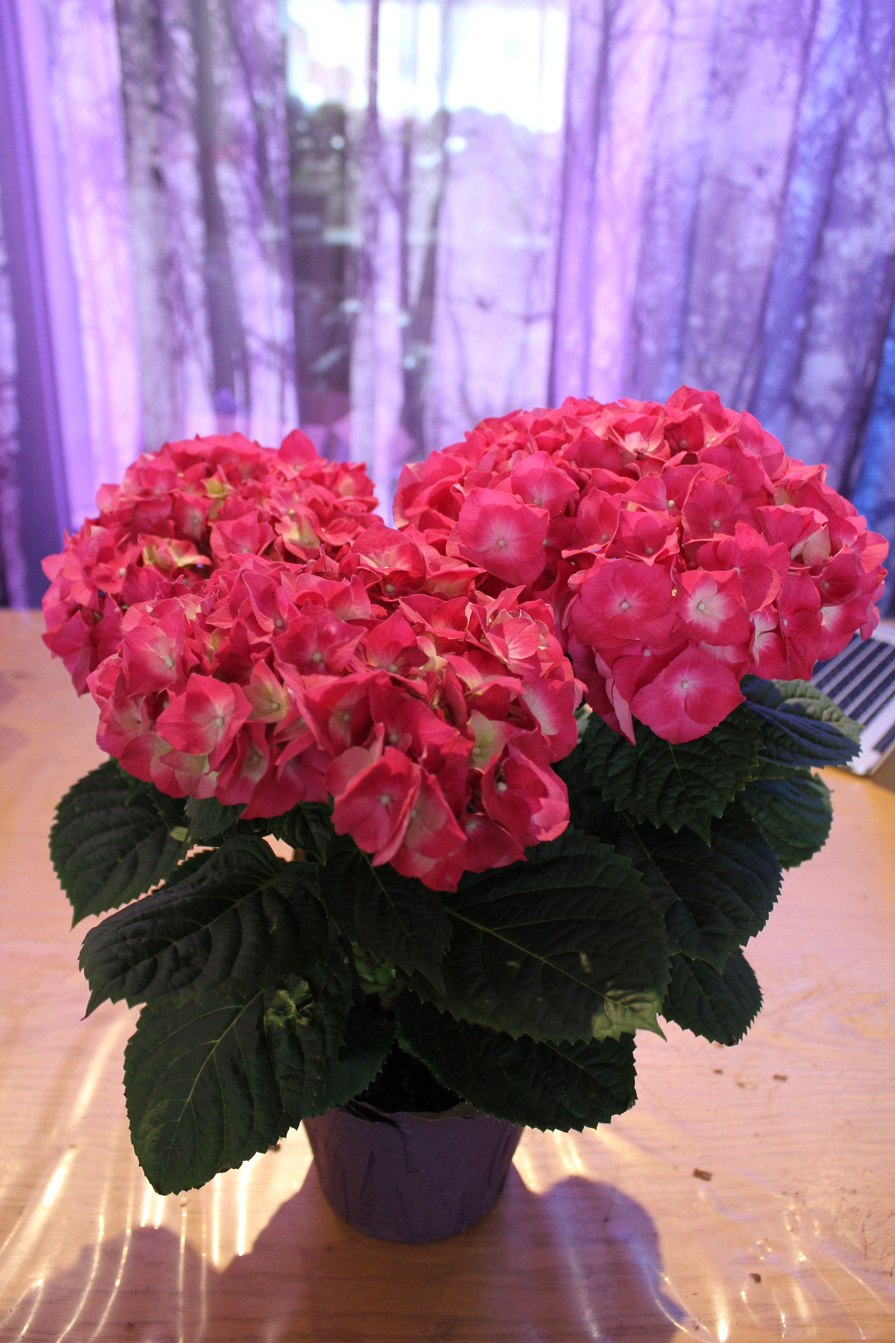 Hydrangea format moyen