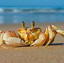 crab-on-beach-wallpaper-preview (1).jpg