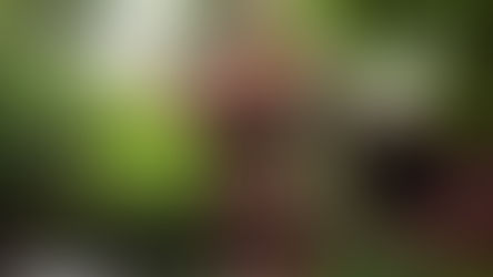 【曼谷景点】金汤普森博物馆。专人导览揭开泰丝大王之谜