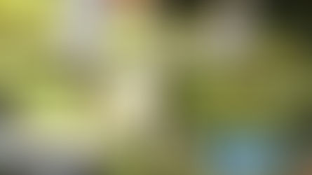 泰国普吉岛| 来莲花池感受荷叶上喝咖啡