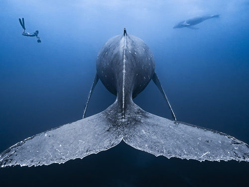 A Call to Action on World Oceans Day: Let's Reduce Plastic Waste