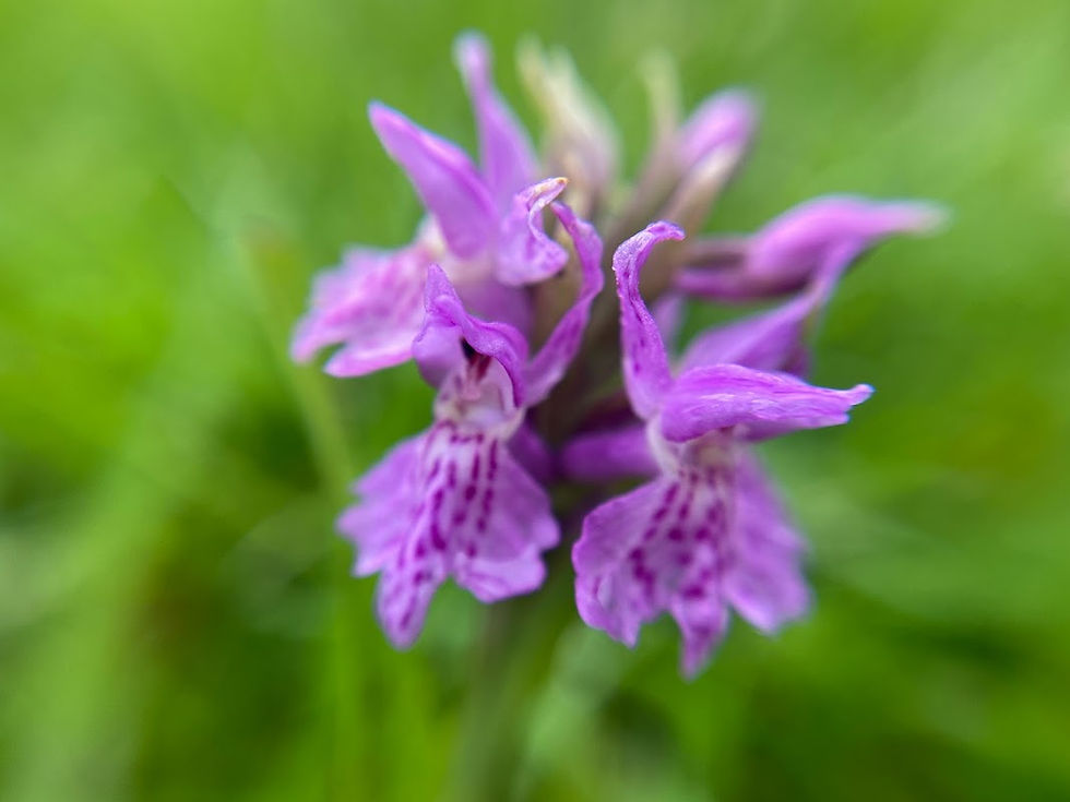 Linn Park Orchids