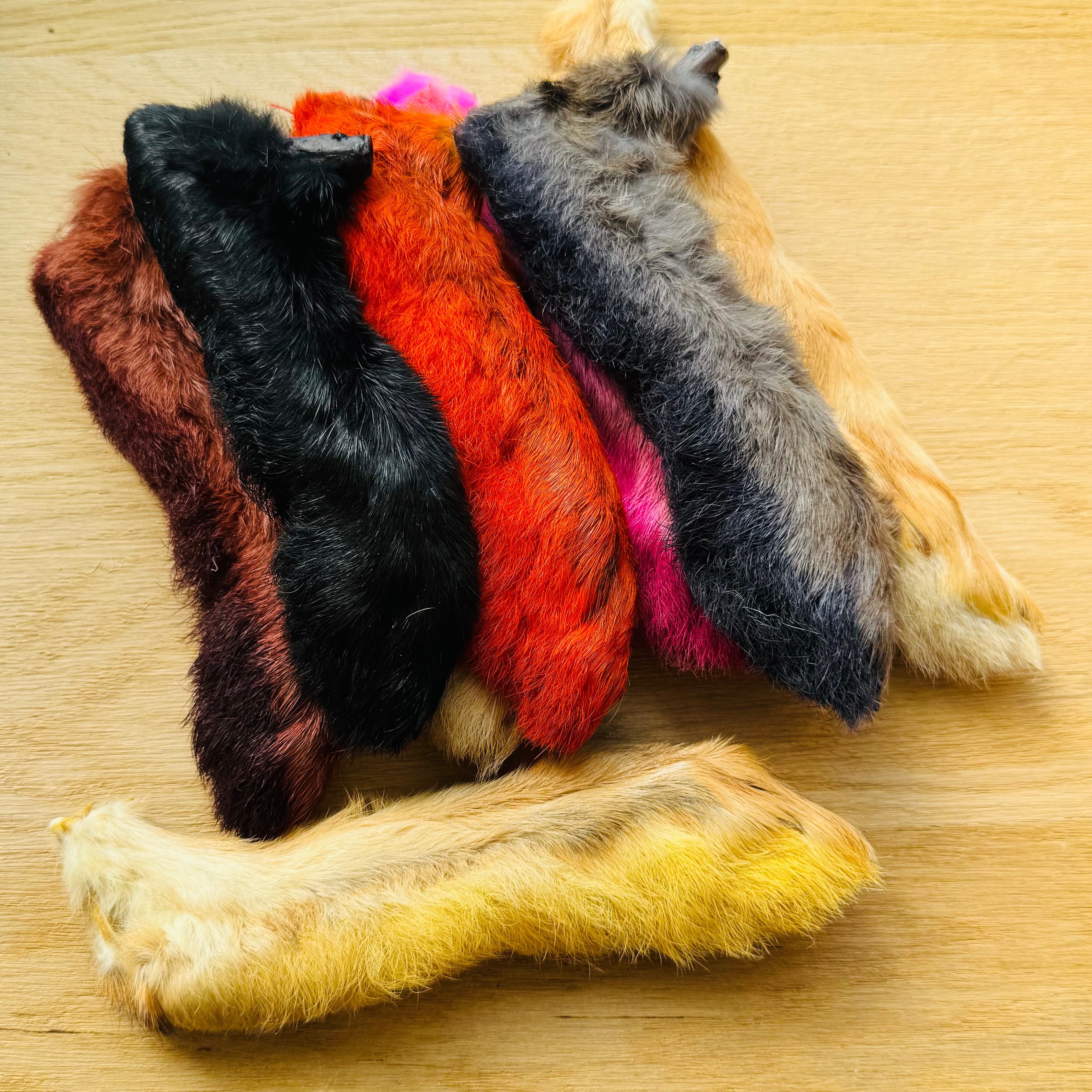 PLA patte de lièvre arctique